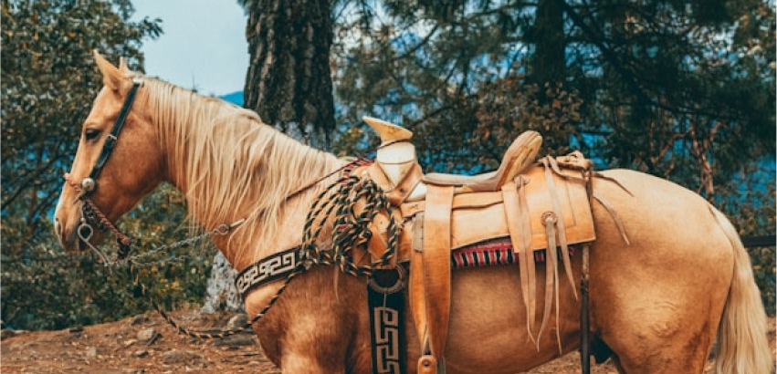 Ireland's Leading Saddlery Retailer Boosted Warehouse Efficiency by 60%